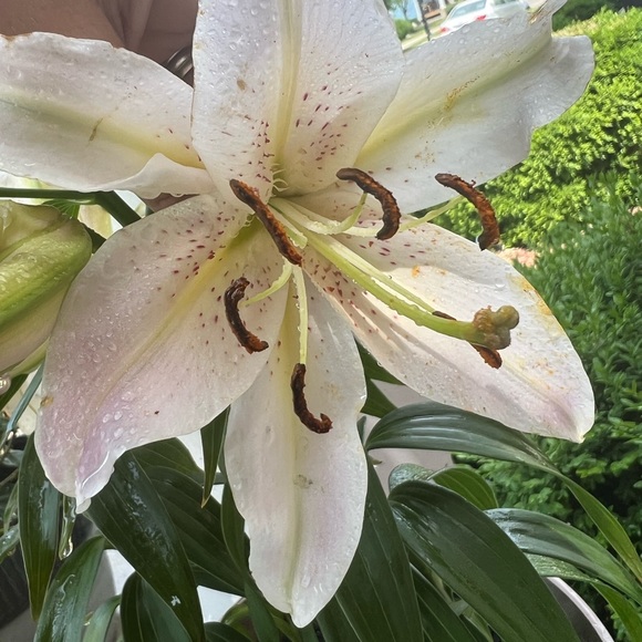 🌸 🌺 - Picture 14 of 16